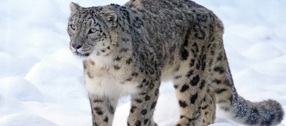 Ladakh Wildlife & Snow Leopard Tours: Into the Land of the Ghost of the Mountains